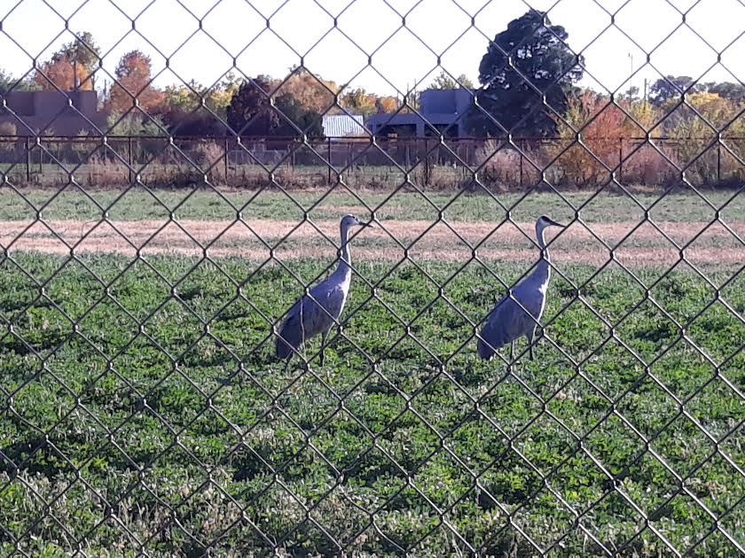 ABQ Sandhill Cranes 10:31:21 #1