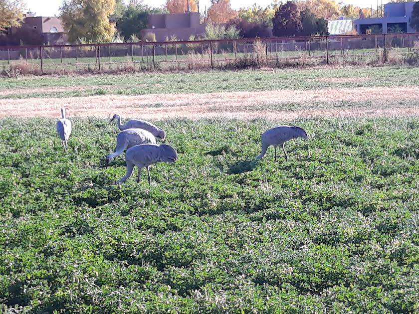 ABQ Sandhill Cranes 10:31:21 #3