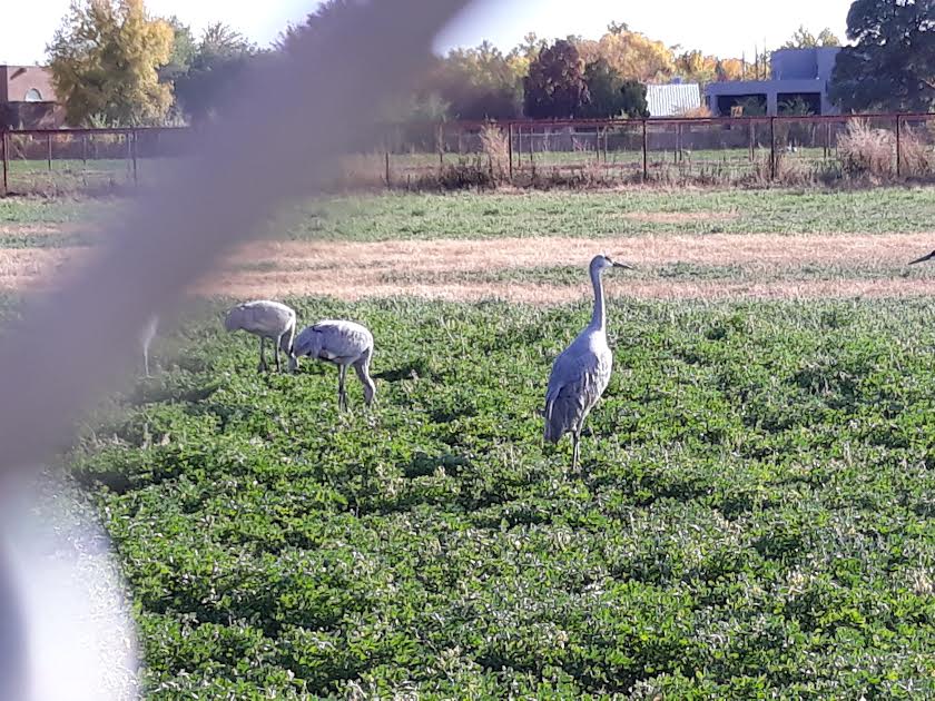 ABQ Sandhill Cranes 10:31:21 #4
